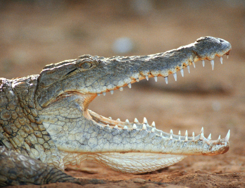 Удочкой в глаз: рыбаку удалось выжить после нападения крокодила