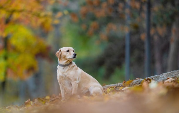 Выходные в Украине будут сухими и тёплыми