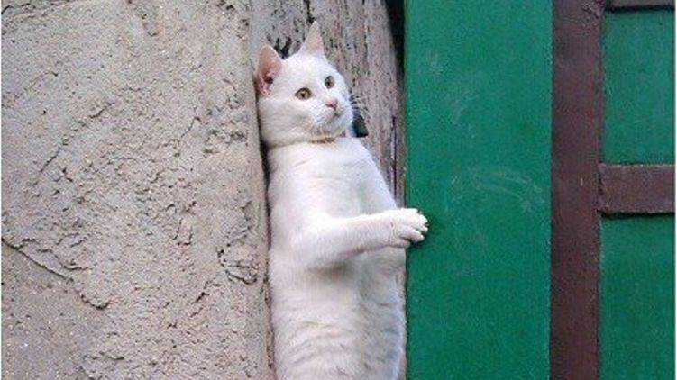 Популярный кот-мем оказался украинцем