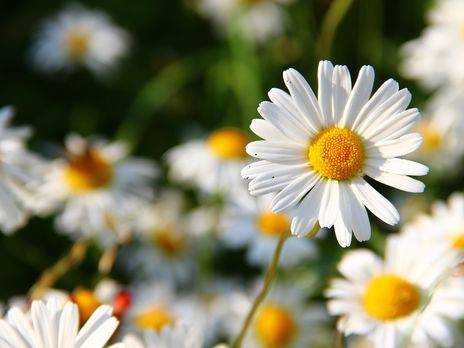 На выходных в Украине ожидается жара и дожди