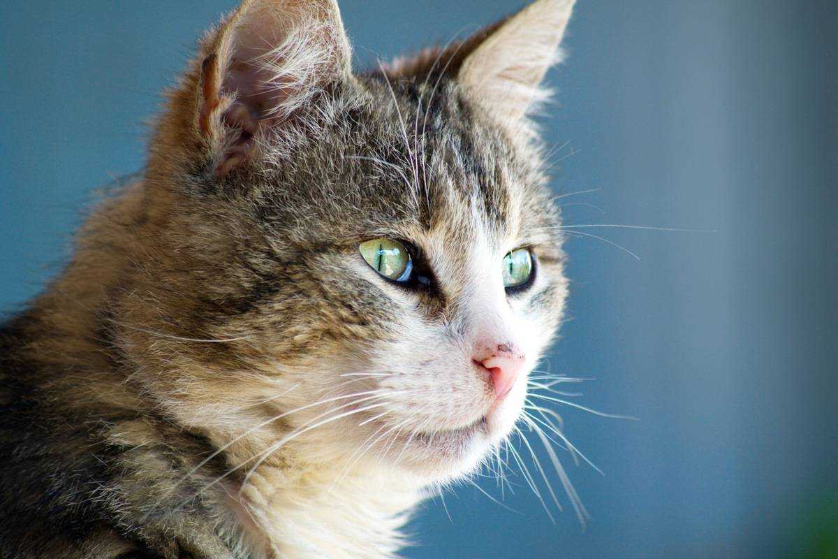 Как на самом деле видят людей кошки