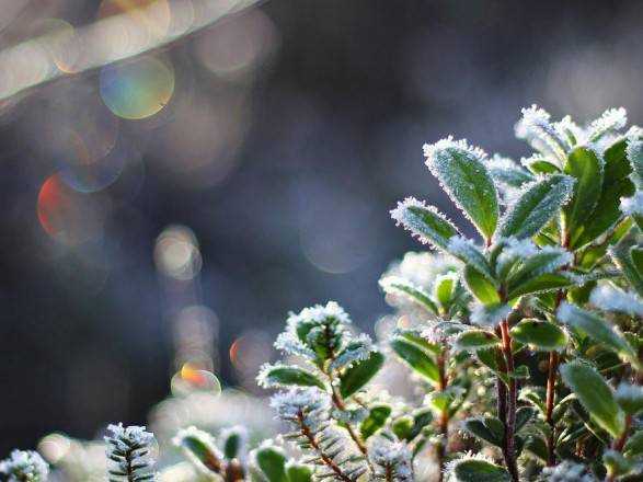 Украинцев предупредили о ночных заморозках