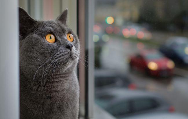 Как кошка предсказывает погоду: три прогноза, которым можно верить