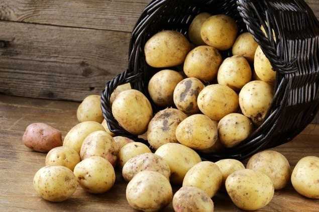 Импорт картофеля из Беларуси сбил цены в Украине
