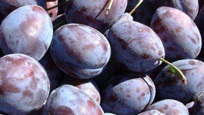 Медики назвали самые полезные «осенние» продукты