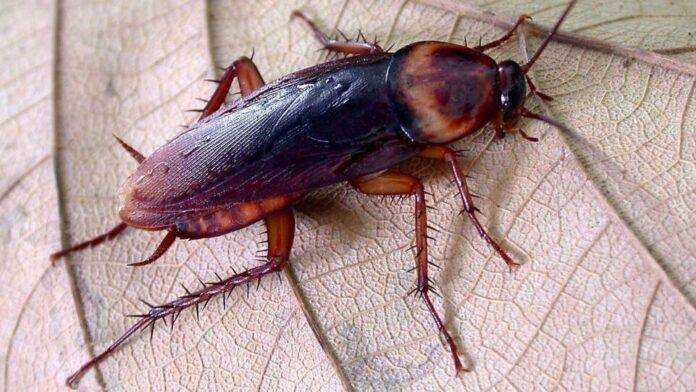 В России появились огромные летающие тараканы