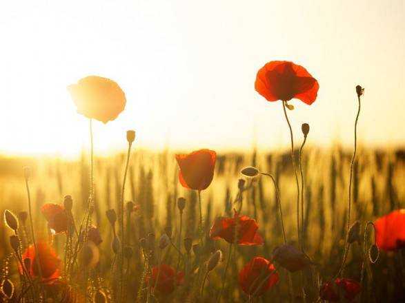 Синоптики дали прогноз на начало осени