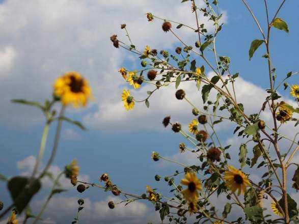 Погода на неделю: сохранится летнее тепло