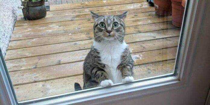 Потешные домашние питомцы, с которыми не соскучишься