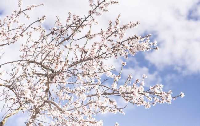 Весна в декабре: по всей Украине зацвели деревья
